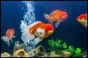 Multiple Ranchu