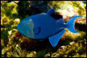 Niger Triggerfish