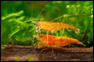 Neocaridina Shrimp