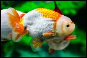 Ranchu Goldfish Grading