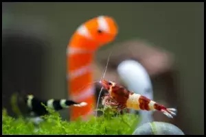 Crystal Red Shrimp