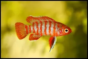 Scarlet Badis