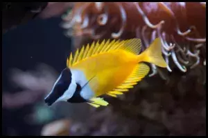 Foxface Fish