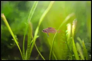 Scarlet Badis