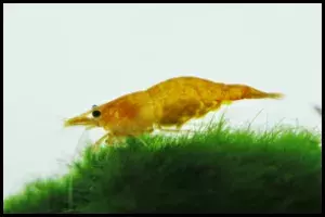 Yellow Shrimp
