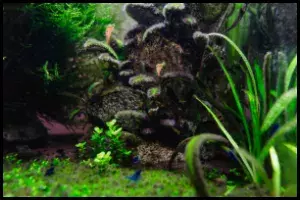 Nano Tank