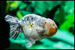 Ranchu Goldfish