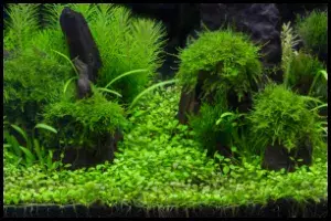 Plant Aquascape