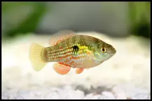 American Flagfish