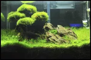 Bonsai
