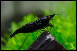 Neocaridina Shrimp