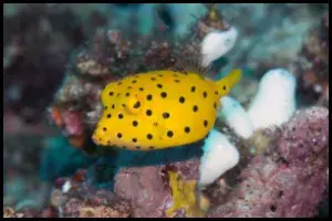 Boxfish Reef With Caution 