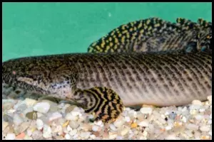 Ornate Bichir