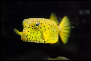 Boxfish