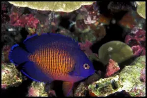 Coral Beauty