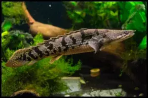 Delhezi Bichir