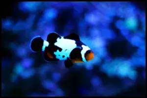 Clownfish