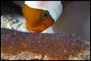 Breeding Clownfish