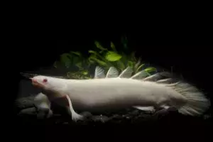 Albino Bichir