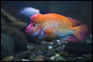 Flowerhorn