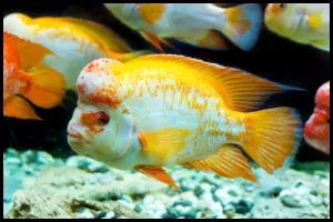 albino flowerhorn