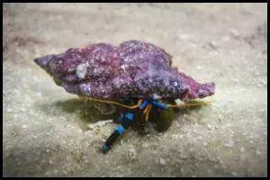 Hermit Crab