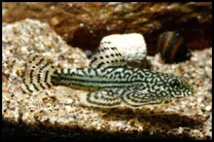 Hillstream loach