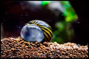 Nerite Snail