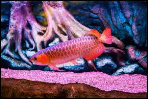 Blood Red Arowana