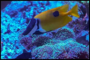 Foxface Fish