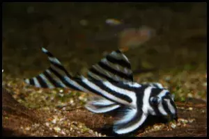 Zebra Pleco