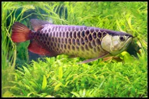 Arowana