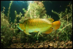 Awowana