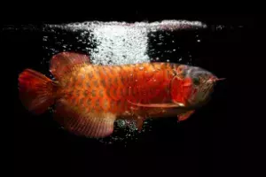 Arowana