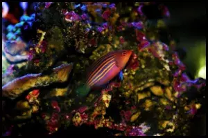 Six Line Wrasse