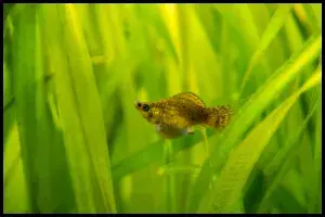 Balloon Molly Growth