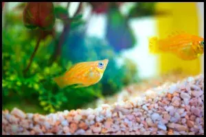 Lifespan of a Balloon Molly