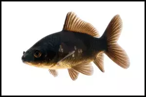 Black Comet Goldfish