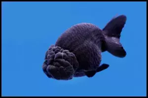 Black King Goldfish Ranchu