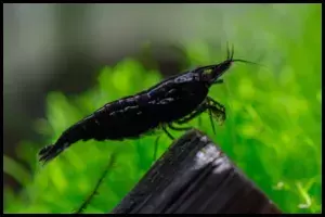 Shrimp