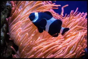 Black Clownfish