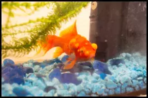 Goldfish Sick