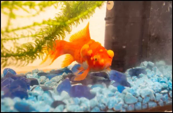 Goldfish Bumps
