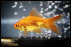 Goldfish With Bubbler