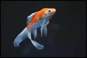 longfin comet goldfish