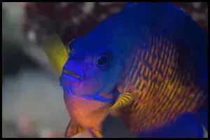 Coral Beauty