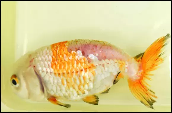 Damaged Goldfish