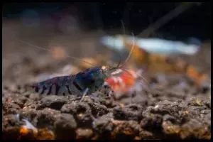 Tiger Shrimp
