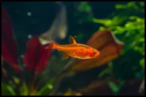 Ember Tetra