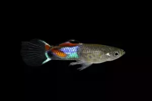 Endler Livebearer Black Background